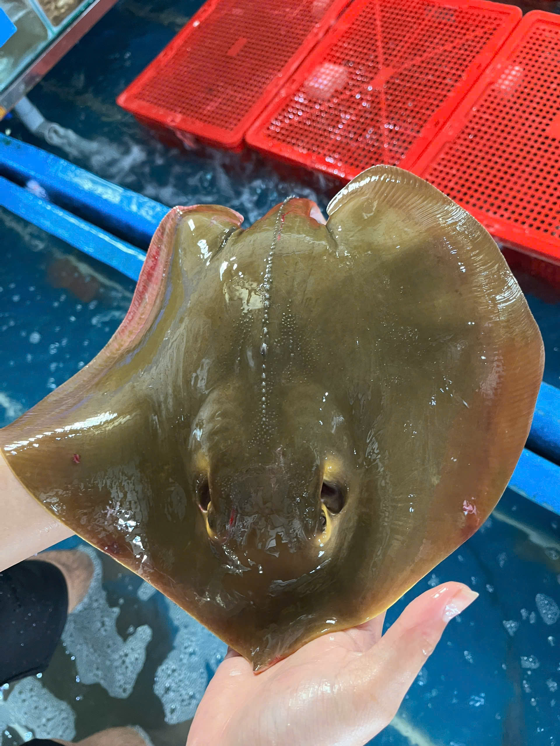Cá đuối tươi Đăng Quân