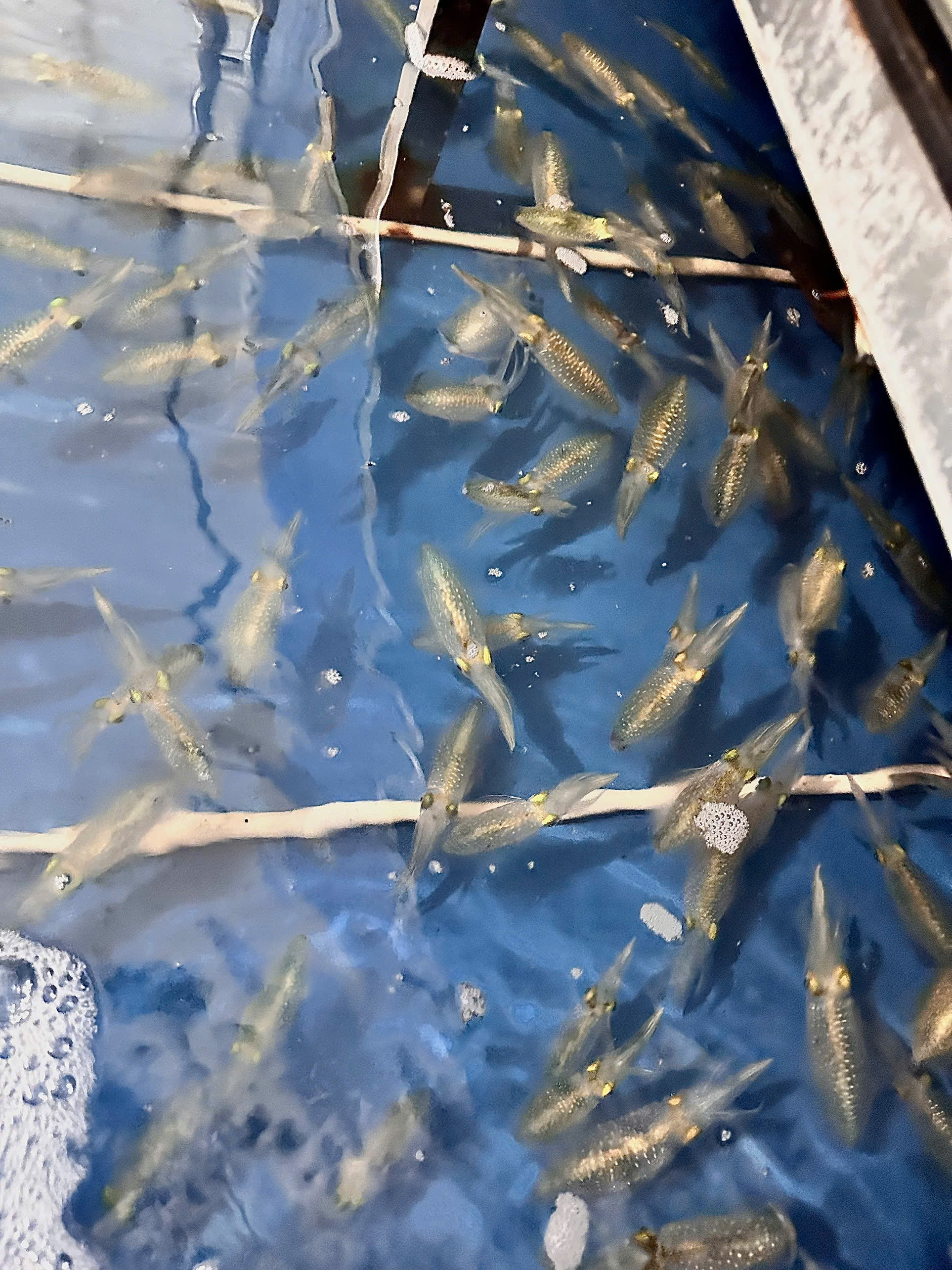 Mực tươi Đăng Quân