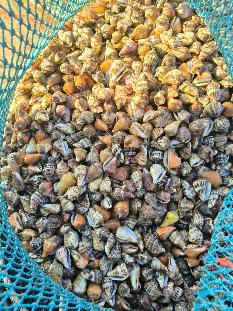 Ốc tươi Đăng Quân